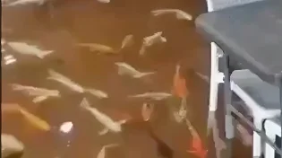 מסעדת אקסטרים: קחו תפריט, הורידו נעליים ושחו לשולחן