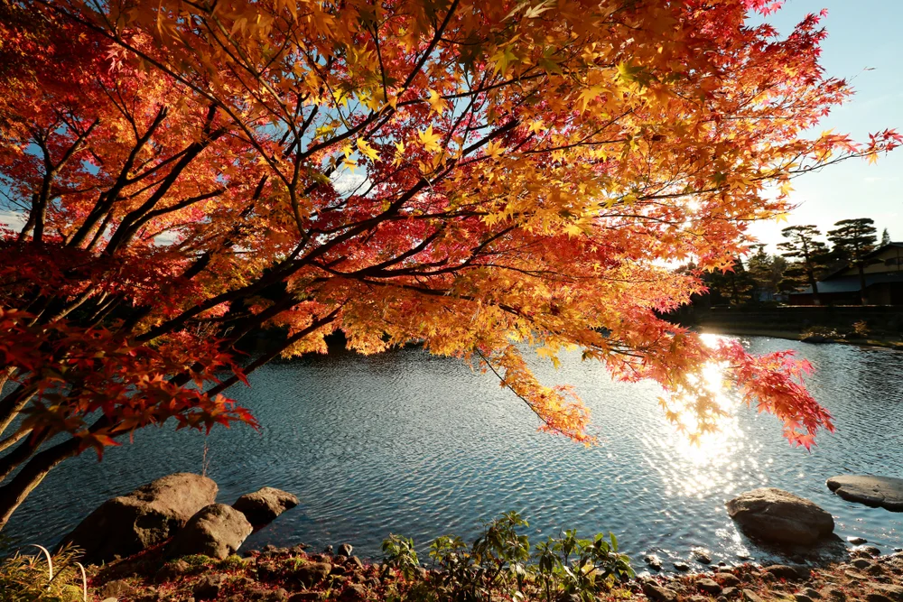 יער אחד ביפן שמזכיר ליהודים מאיפה באנו – ולאן אנחנו הולכים יער אחד ביפן שמזכיר ליהודים מאיפה באנו – ולאן אנחנו הולכים