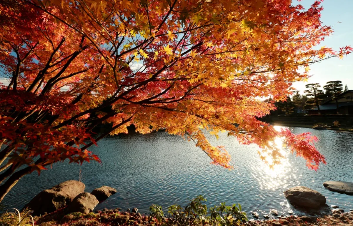 יער אחד ביפן שמזכיר ליהודים מאיפה באנו &ndash; ולאן אנחנו הולכים