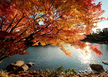 יער אחד ביפן שמזכיר ליהודים מאיפה באנו &ndash; ולאן אנחנו הולכים