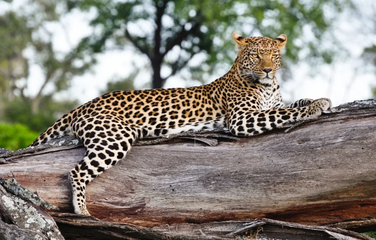 הנהר שמתעקש להיעלם במדבר – ומה שהוא מגלה לנו על עצמנו הנהר שמתעקש להיעלם במדבר – ומה שהוא מגלה לנו על עצמנו