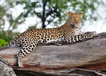 הנהר שמתעקש להיעלם במדבר – ומה שהוא מגלה לנו על עצמנו הנהר שמתעקש להיעלם במדבר – ומה שהוא מגלה לנו על עצמנו