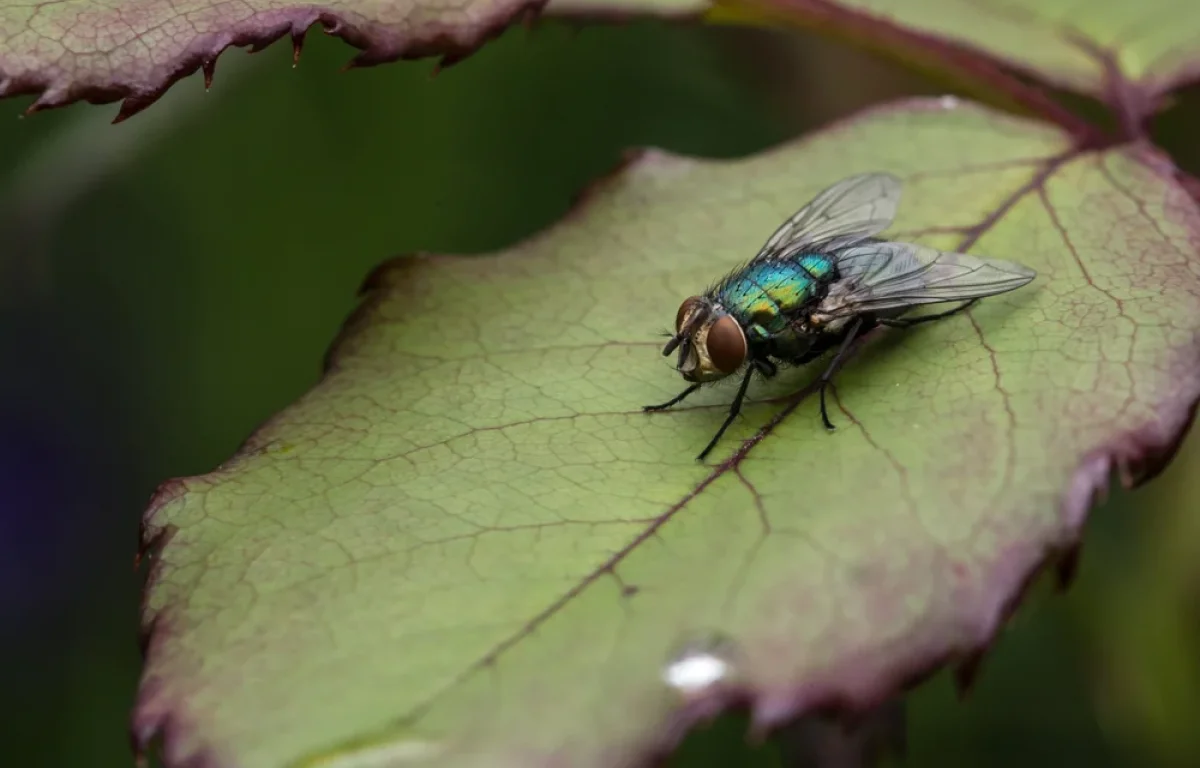 הקיץ הגיע &ndash; והזבובים איתו: טריק פשוט עם מלפפון שעושה הבדל ענק