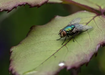 הקיץ הגיע &ndash; והזבובים איתו: טריק פשוט עם מלפפון שעושה הבדל ענק