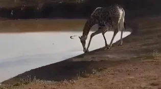 מי ניצח? דרמה בין ג’ירף לאריה נגמרת בטוויסט שאי אפשר להפסיק לראות