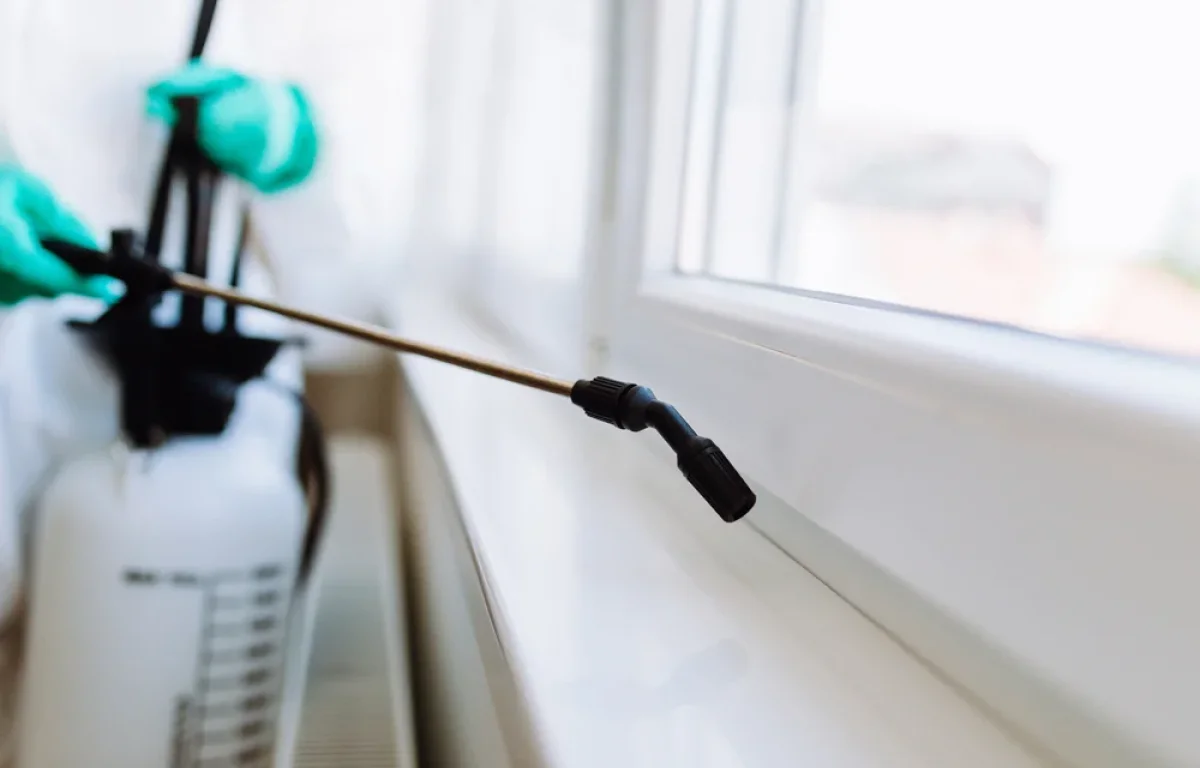 הקיץ הגיע &ndash; והג'וקים חוגגים: כך תעשו הדברה חכמה שתשאיר אותם בחוץ