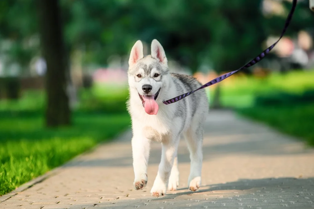 השופטת קבעה: בעל הכלב אחראי גם אם לא הייתה נשיכה – 390 אלף ש"ח פיצויים לקשישה