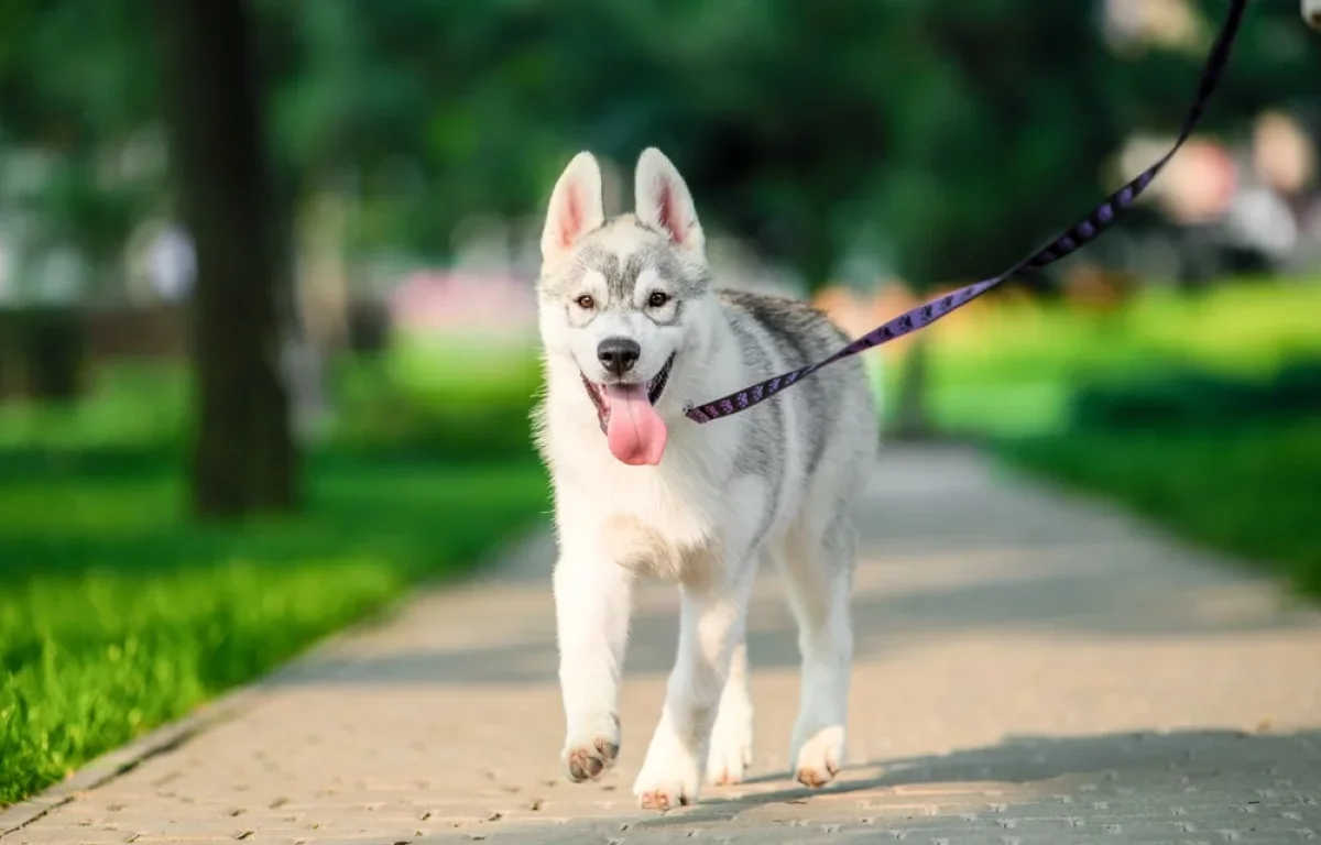 השופטת קבעה: בעל הכלב אחראי גם אם לא הייתה נשיכה &ndash; 390 אלף ש"ח פיצויים לקשישה