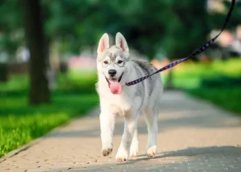 השופטת קבעה: בעל הכלב אחראי גם אם לא הייתה נשיכה &ndash; 390 אלף ש"ח פיצויים לקשישה