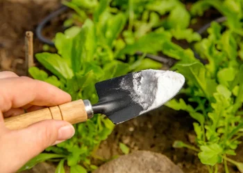 האבקה שיש לכולנו במטבח &ndash; ומתברר שהיא גם מצילה את הצמחים שלכם