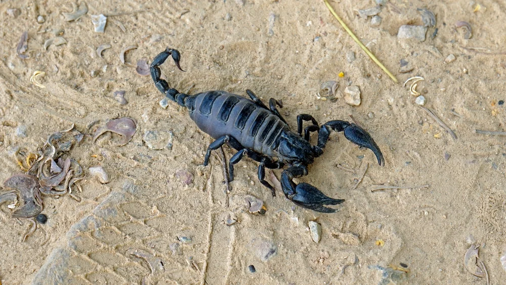 "האם העקרב הזה ארסי?" – תושבת גבעת זאב נתקלה במזיק חריג