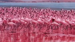  הצילום שכולו תפילה: מה אפשר ללמוד מהפלמינגו על הנשמה שלנו