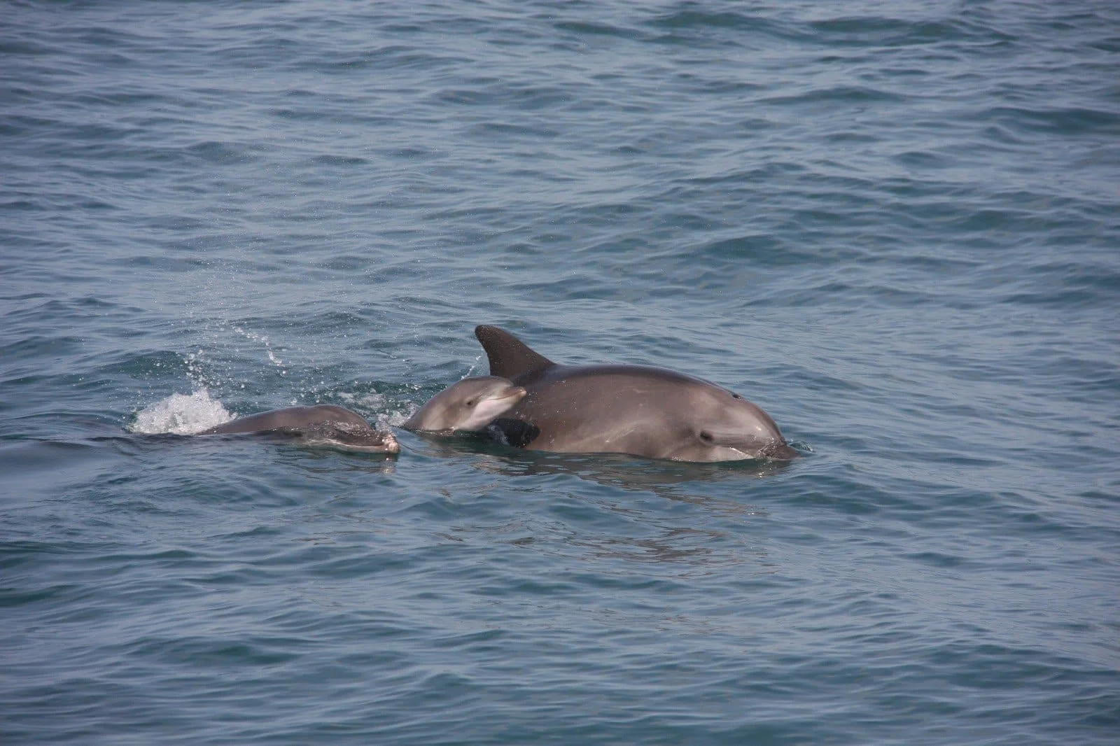 שלושה דולפינים מול חופי תל אביב: פלא הבריאה שצף מעל הגלים
