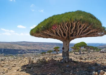  האי שנראה כמו חלום – ומסתיר שאלה אחת שכל יהודי חייב לשאול את עצמו