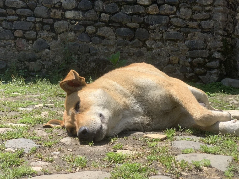 "סכנה לציבור" - האיסור החדש באיראן: אין לטייל עם הכלב