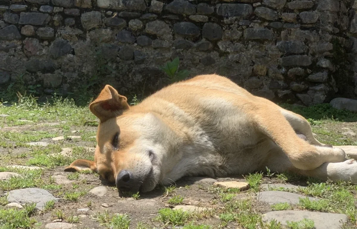 "סכנה לציבור" - האיסור החדש באיראן: אין לטייל עם הכלב "סכנה לציבור" - האיסור החדש באיראן: אין לטייל עם הכלב