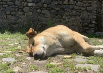 "סכנה לציבור" - האיסור החדש באיראן: אין לטייל עם הכלב "סכנה לציבור" - האיסור החדש באיראן: אין לטייל עם הכלב