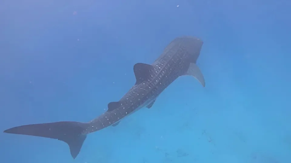 לא תאמינו מה צף פתאום מול החוף: "חשבתי שזה לוויתן" לא תאמינו מה צף פתאום מול החוף: "חשבתי שזה לוויתן"
