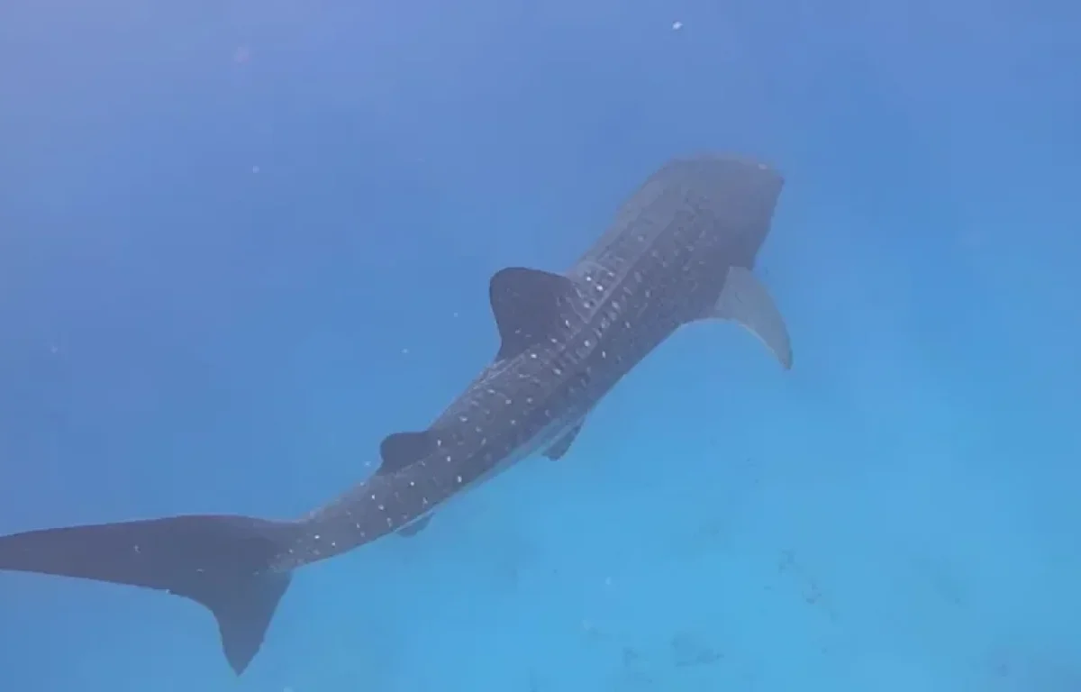 לא תאמינו מה צף פתאום מול החוף: "חשבתי שזה לוויתן" לא תאמינו מה צף פתאום מול החוף: "חשבתי שזה לוויתן"