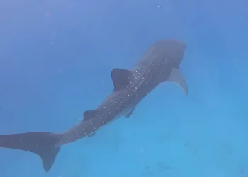 לא תאמינו מה צף פתאום מול החוף: "חשבתי שזה לוויתן" לא תאמינו מה צף פתאום מול החוף: "חשבתי שזה לוויתן"