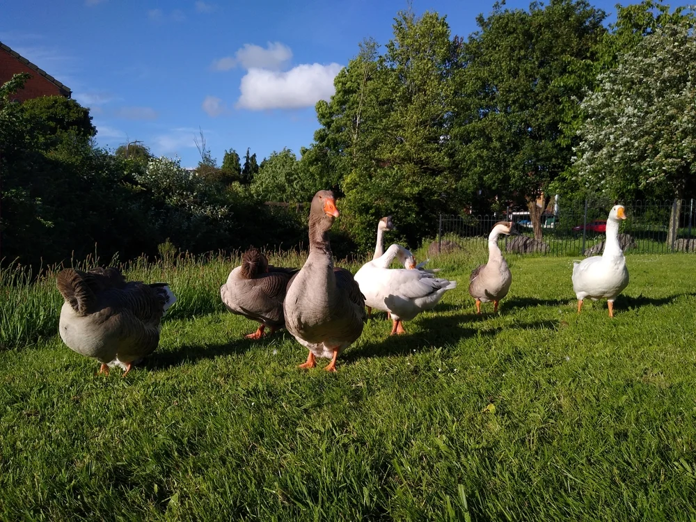 הסוד השמיימי של אווזי הבר – כך הם שורדים את המסע הארוך