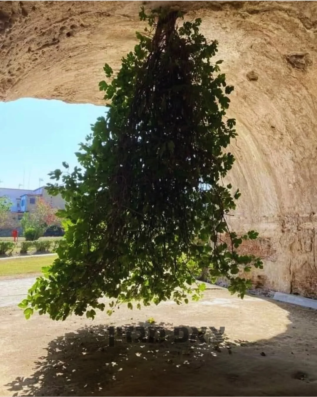  איך עץ שצומח מהתקרה הפך לסמל של תקווה?