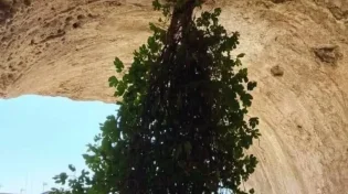 איך עץ שצומח מהתקרה הפך לסמל של תקווה?