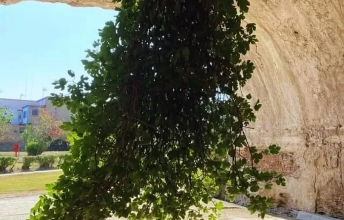 איך עץ שצומח מהתקרה הפך לסמל של תקווה?