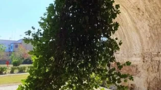 איך עץ שצומח מהתקרה הפך לסמל של תקווה?