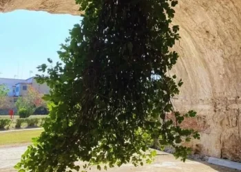  איך עץ שצומח מהתקרה הפך לסמל של תקווה?