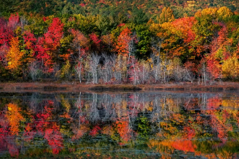 בין עלה נושר לנפש מתבוננת: המקום שבו כל עונה היא שיעור אמונה בין עלה נושר לנפש מתבוננת: המקום שבו כל עונה היא שיעור אמונה