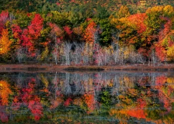 בין עלה נושר לנפש מתבוננת: המקום שבו כל עונה היא שיעור אמונה בין עלה נושר לנפש מתבוננת: המקום שבו כל עונה היא שיעור אמונה
