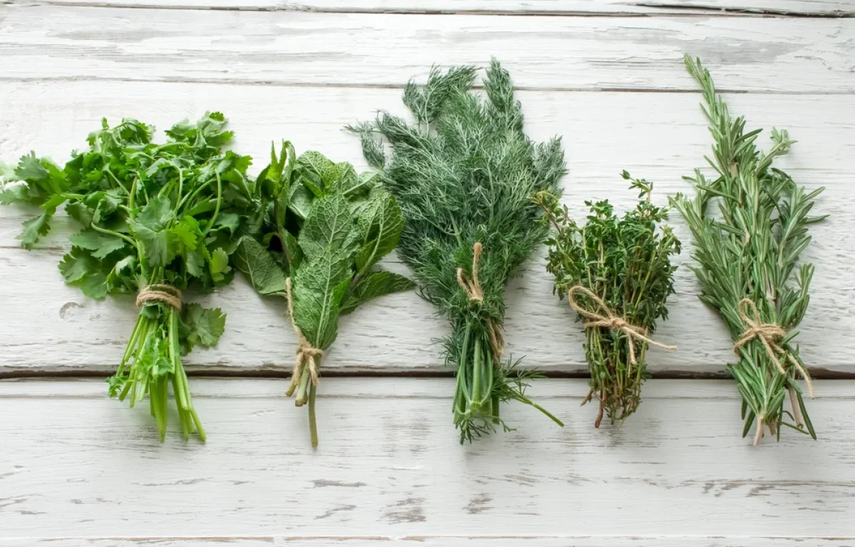 מהמטבח למעבדה: הרוזמרין נבדק ונמצא יעיל נגד מחלות מוח קשות