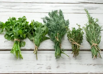 מהמטבח למעבדה: הרוזמרין נבדק ונמצא יעיל נגד מחלות מוח קשות