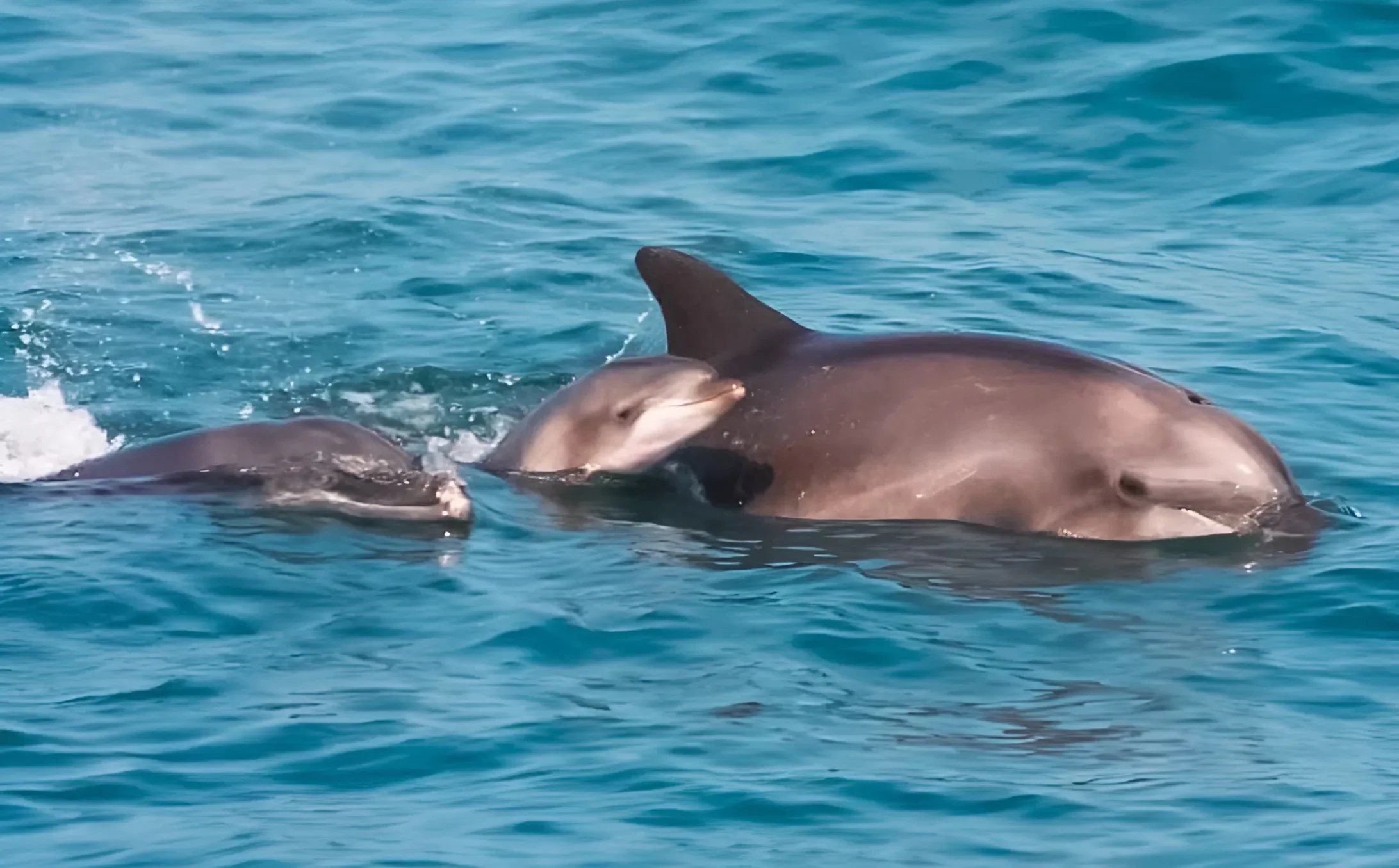 הופעה נדירה בים: שלושה דורות של דולפינים בתצפית אחת – זה מה שהחוקרים גילו הופעה נדירה בים: שלושה דורות של דולפינים בתצפית אחת – זה מה שהחוקרים גילו