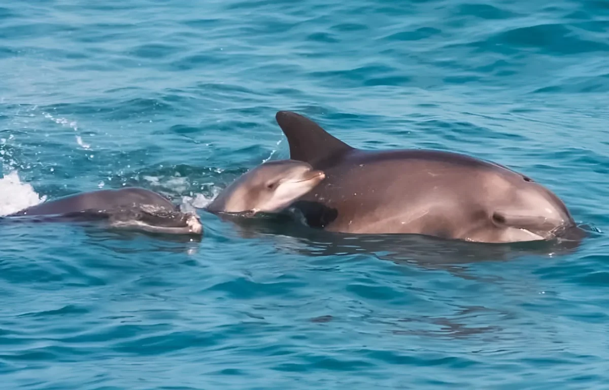 הופעה נדירה בים: שלושה דורות של דולפינים בתצפית אחת &ndash; זה מה שהחוקרים גילו
