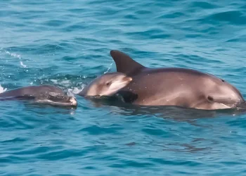 הופעה נדירה בים: שלושה דורות של דולפינים בתצפית אחת &ndash; זה מה שהחוקרים גילו