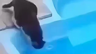 נראה כמו טביעה, נגמר כמו דג: החתול שיצא גיבור לא צפוי