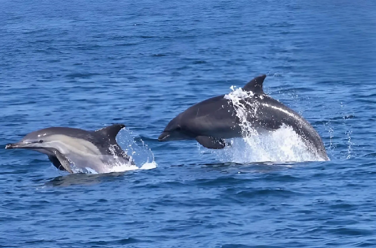 לא טילים – דולפינים: הרגע שקטע את המתח מול חופי אשקלון