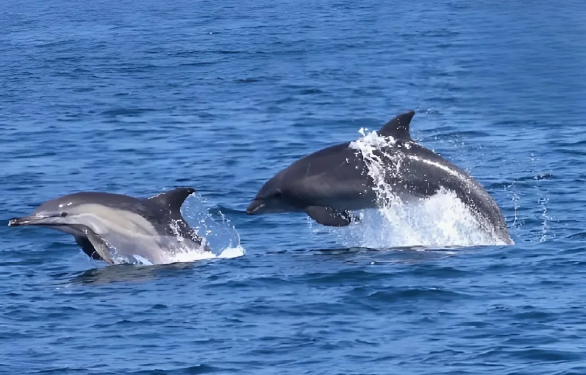 לא טילים &ndash; דולפינים: הרגע שקטע את המתח מול חופי אשקלון