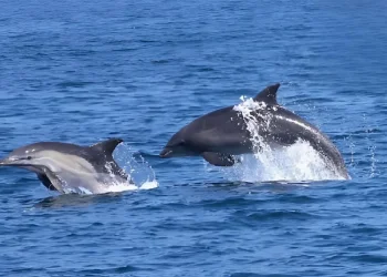לא טילים &ndash; דולפינים: הרגע שקטע את המתח מול חופי אשקלון