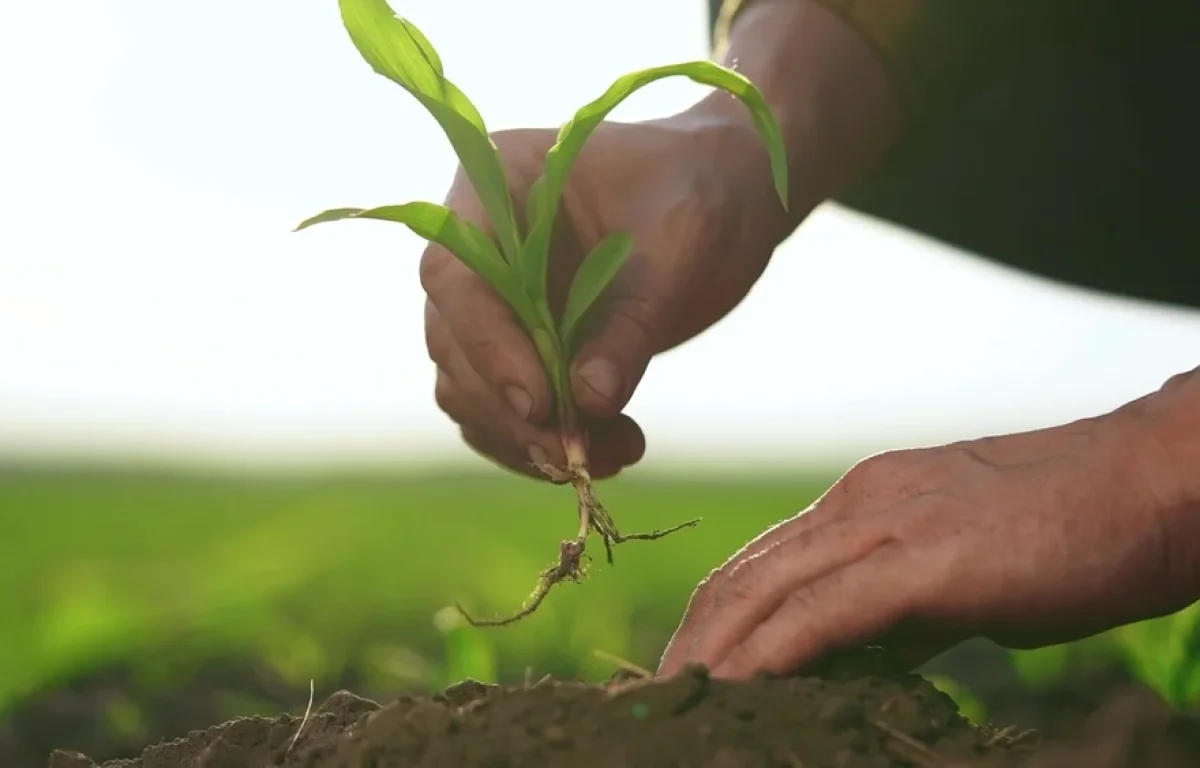 הטיפים הקטנים שעושים הבדל ענק: כך תגרמו לגינה שלכם לפרוח בלי מאמץ