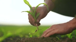 הטיפים הקטנים שעושים הבדל ענק: כך תגרמו לגינה שלכם לפרוח בלי מאמץ