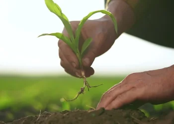 הטיפים הקטנים שעושים הבדל ענק: כך תגרמו לגינה שלכם לפרוח בלי מאמץ