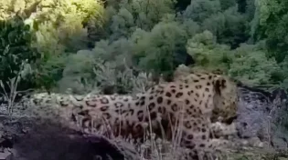 עין בעין עם נמר פראי: תיעוד מסעיר מתוך היערות הסודיים של טהרן