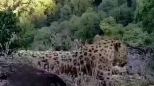 עין בעין עם נמר פראי: תיעוד מסעיר מתוך היערות הסודיים של טהרן