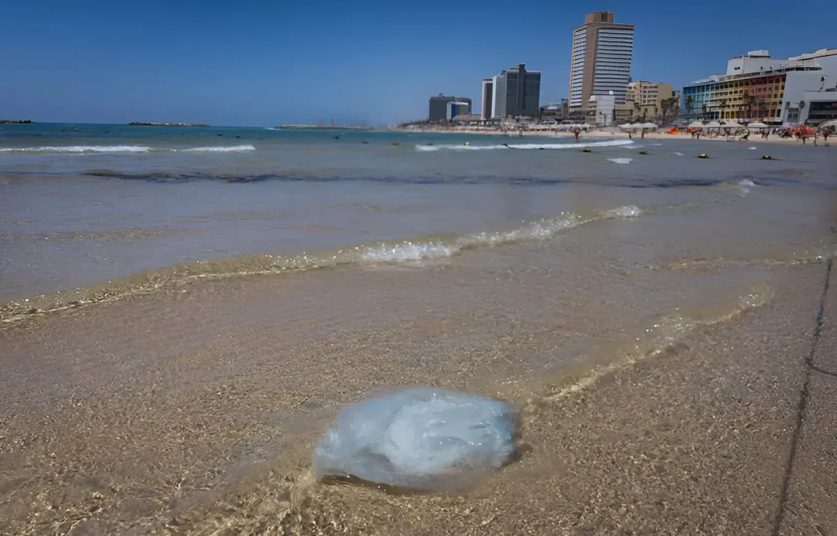 בת 15 במצב קשה לאחר שנכוותה ממדוזה: "השנה הכמויות חריגות"