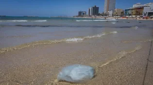 בת 15 במצב קשה לאחר שנכוותה ממדוזה: "השנה הכמויות חריגות"