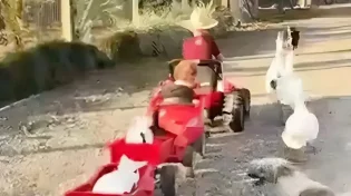 הדרך הכי חמודה בעולם להעביר בוקר בלול