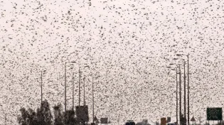 עיר תחת מתקפה: חרקים פולשים מציפים וגורמים לסבל לתושבים